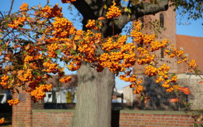 Erntedank- und Herbstfest