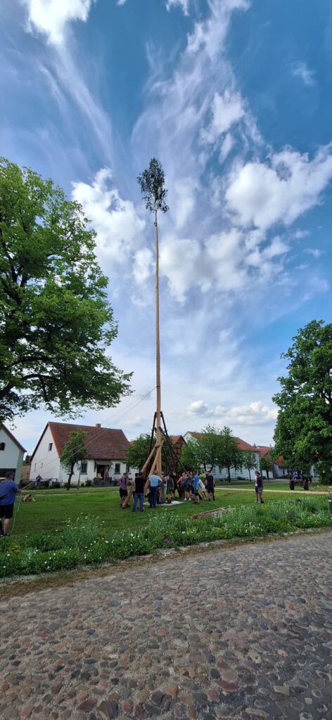 2026 Aufstellen der Pfingstmaie in Fredersdorf PM
