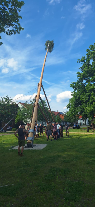 2026 Aufstellen der Pfingstmaie in Fredersdorf PM