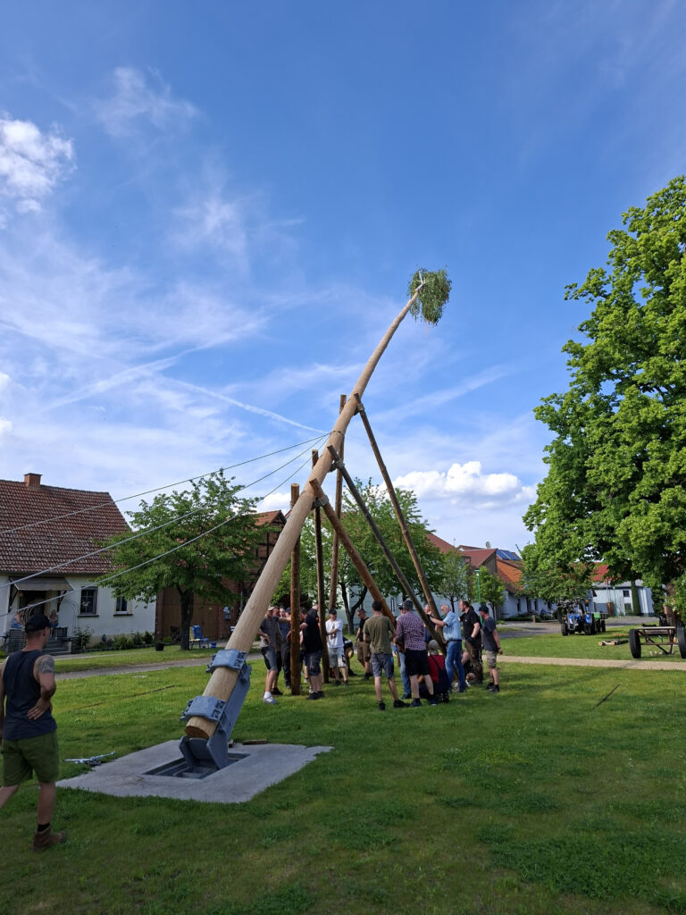 2026 Aufstellen der Pfingstmaie in Fredersdorf PM